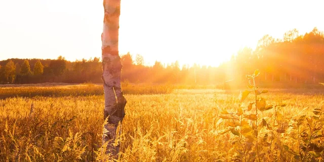 Ähren im tiefstehenden Abendlicht