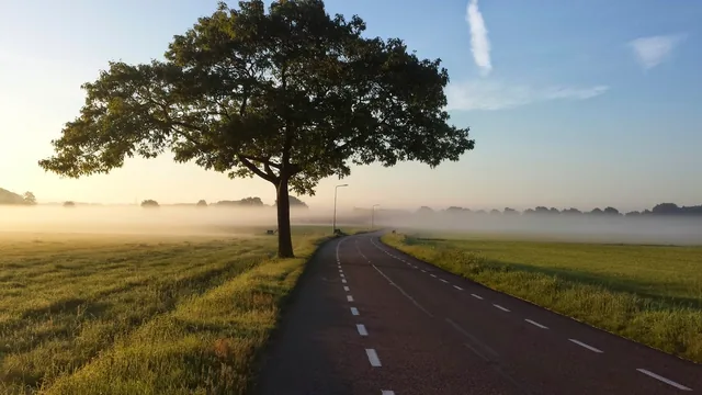 Einzelner Baum an einer Landstrasse im Morgennebel