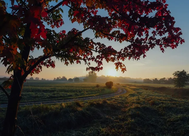 Baum am Feldrand im ersten Sonnenlicht