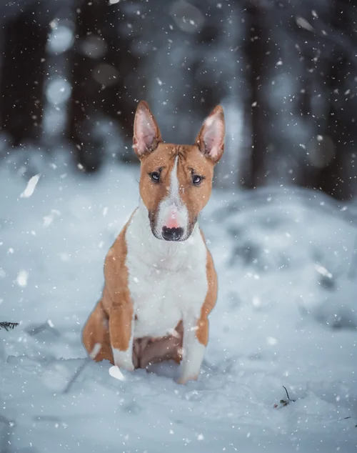 Piggy, Miniature Bullterrier, sitzt im fallenden Schnee